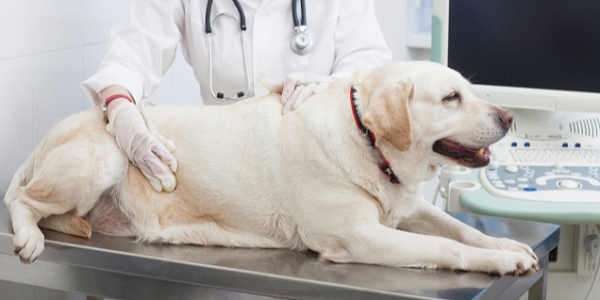 犬の歯周病がもたらす病気