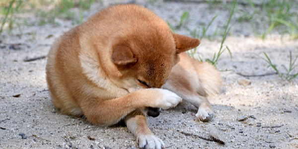 犬のアトピー性皮膚炎はどう治す？