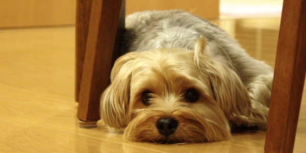 犬の回虫症の症状