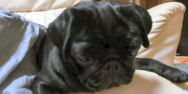 犬はストレスで体を掻く場合も