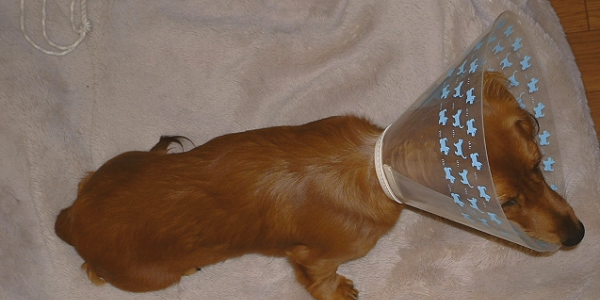 エリザベスカラーで掻きむしり対策