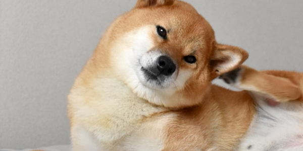 犬が体を掻いているのは病気?