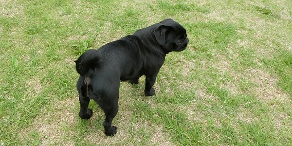 外耳炎になりやすい犬種