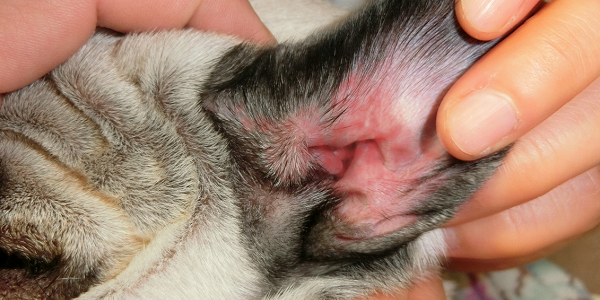 犬の外耳炎の原因と治療法