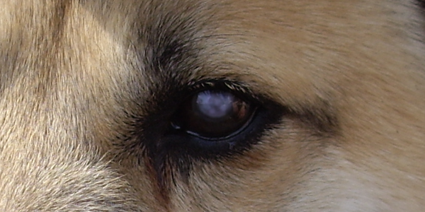 犬の白内障の原因と治療法