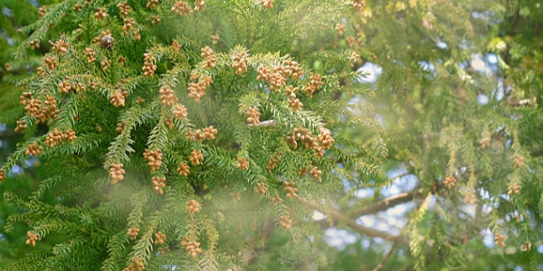 犬も花粉症になるの？