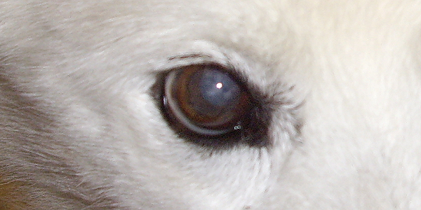 犬の角膜炎の原因と治療法