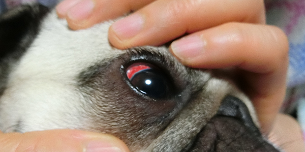 犬の結膜炎の症状と原因