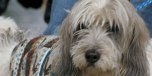 犬の毛を短くして結膜炎予防