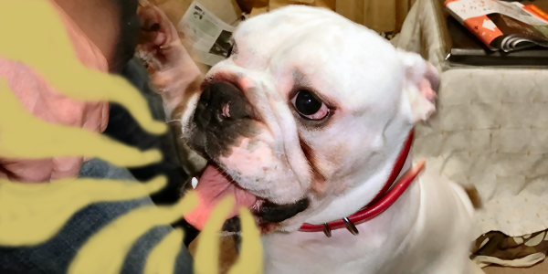 犬の口が臭い！その原因とは？