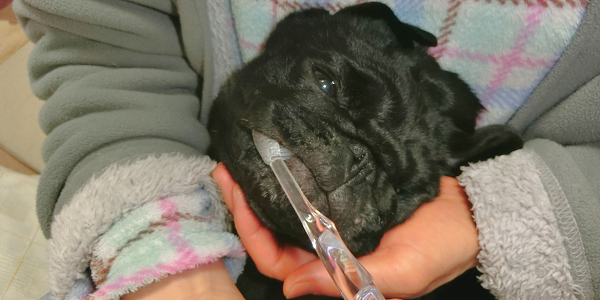 犬の口臭を改善・予防する方法