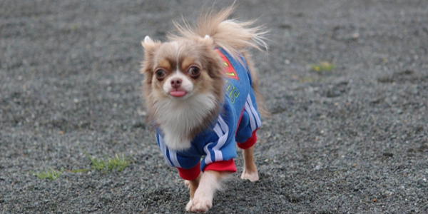 犬の花粉症の対策