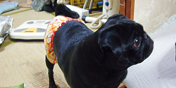 犬が生理（ヒート）になった際の対処法