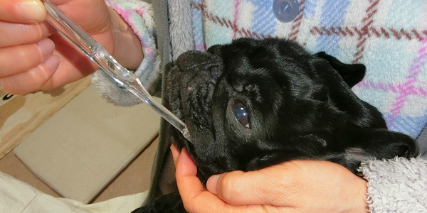 愛犬の歯周病を予防するには