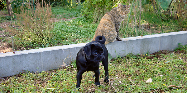ドッグフードに犬猫の死骸が使われる？