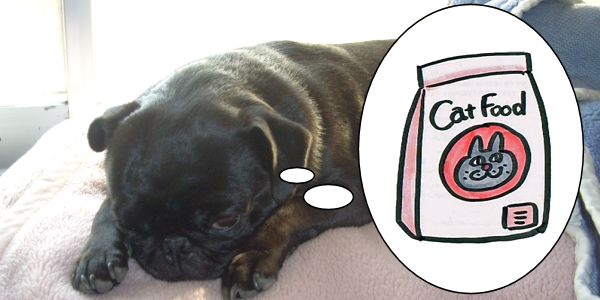 犬がキャットフードを食べると危険？