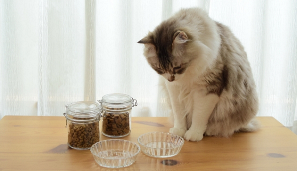 猫がドッグフードを食べても大丈夫？