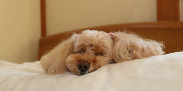 犬にネギ中毒の症状