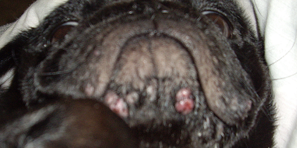 犬用サプリメントはどんな病気に効く？