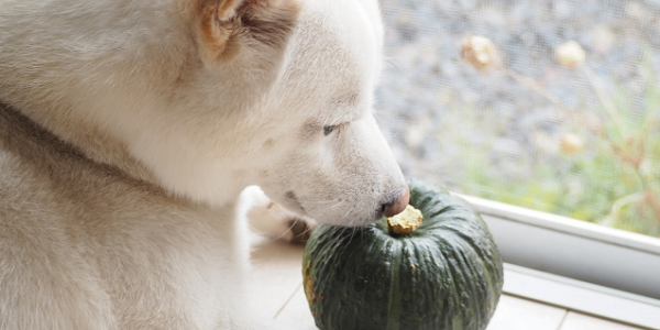 犬は雑食、穀物は食べても大丈夫