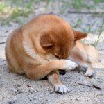 犬のアトピー性皮膚炎の原因と治療法