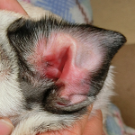 犬に多い外耳炎の原因と治療法