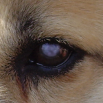 犬の白内障の治療法と費用