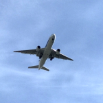 飛行機搭乗を拒否される可能性がある犬種