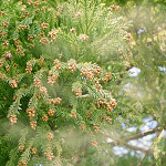 犬も花粉症になる？