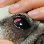 犬の緑内障の症状と原因
