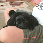 犬が飼い主の上に乗る行動ややめさせるべき?