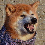 愛犬が人を噛んだら殺処分になるの?