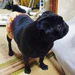 犬が生理(ヒート)になった際の対処法