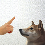 犬のしつけの必要性
