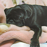 犬と飼い主は一緒に寝てもいい?
