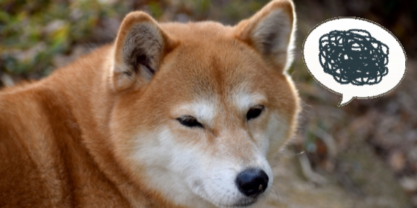 犬に靴下や靴を履かせるデメリット