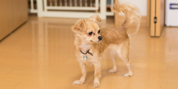 犬を飼う場合はフローリングに注意