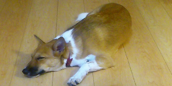 犬がフローリングで滑る理由