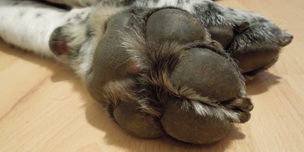 犬の足裏の毛が長いとフローリングで滑る