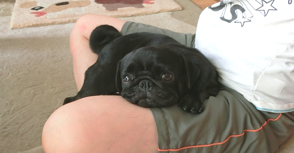 犬が飼い主の上の乗る行動はやめさせるべき？