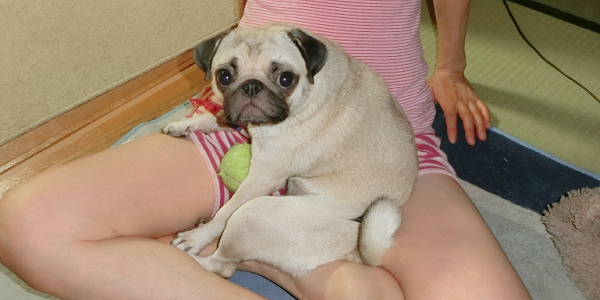犬が飼い主の上の乗っても問題ない