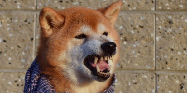 愛犬が人を噛んだ際の殺処分の可能性