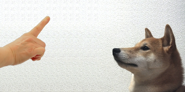 犬のしつけの必要性