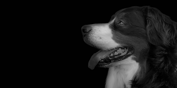 間違ったしつけは犬を不幸に