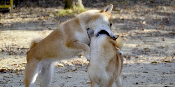 犬に必要なしつけとは
