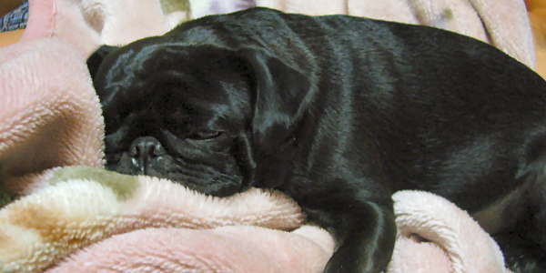 犬と飼い主が一緒に寝ていいの？