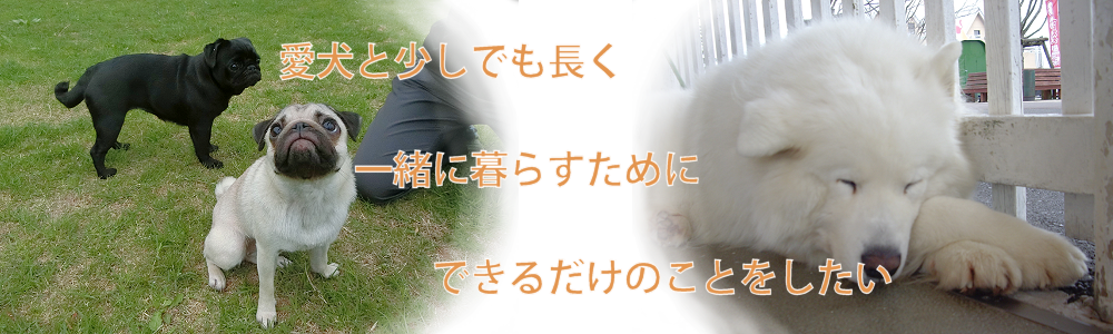 犬の巻